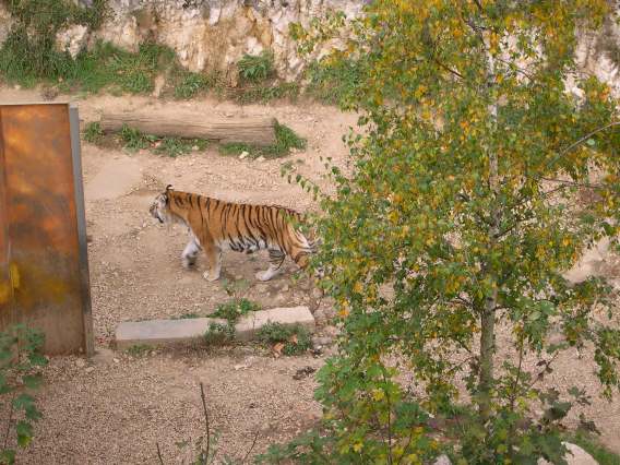  tigre